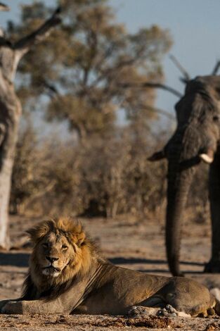 Botswana: Nacidos para pelear