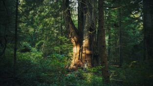 El mundo invisible de los bosques. El mundo invisible de...: La ceiba (Guayana Francesa)