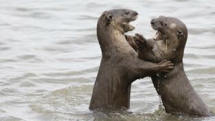 Nutrias de ciudad. Nutrias de ciudad: Multitud