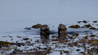 Desafiando las mareas. Desafiando las mareas: El mar de Frisia (Europa)