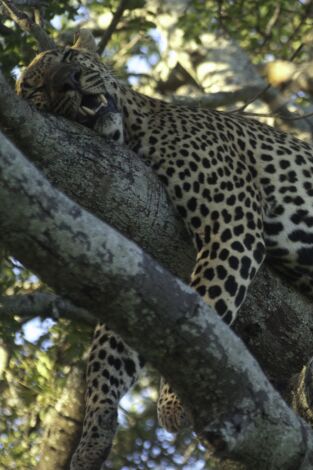 Animales: encuentros épicos. Animales: encuentros...: Cazadores salvajes