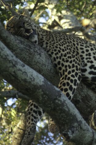 Animales: encuentros épicos. Animales: encuentros...: Encuentros extraños e insólitos