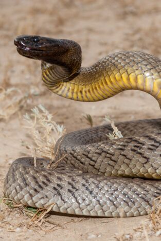 Los animales más tóxicos. Los animales más tóxicos: Desiertos y océanos