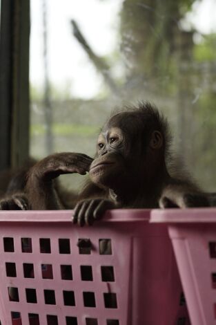 Escuela de orangutanes. Escuela de orangutanes: Ep.3