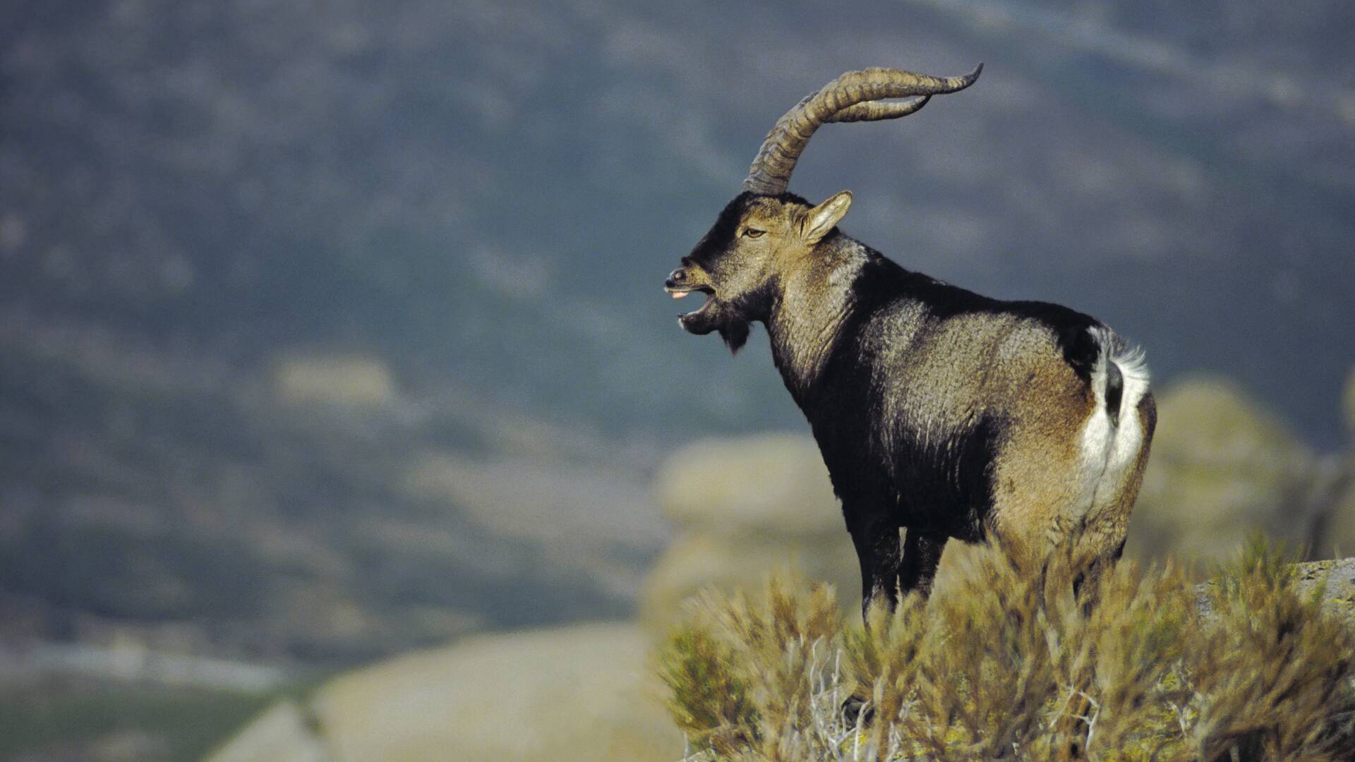 De caza: los machos del Alto Tajo