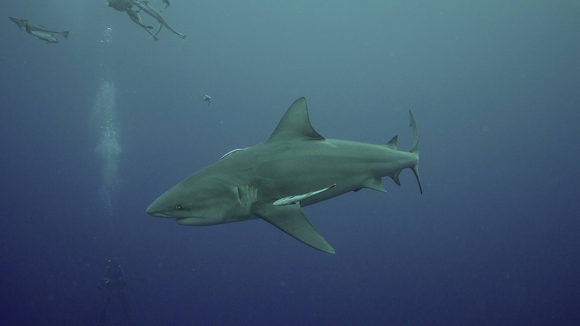 Los secretos del tiburón toro