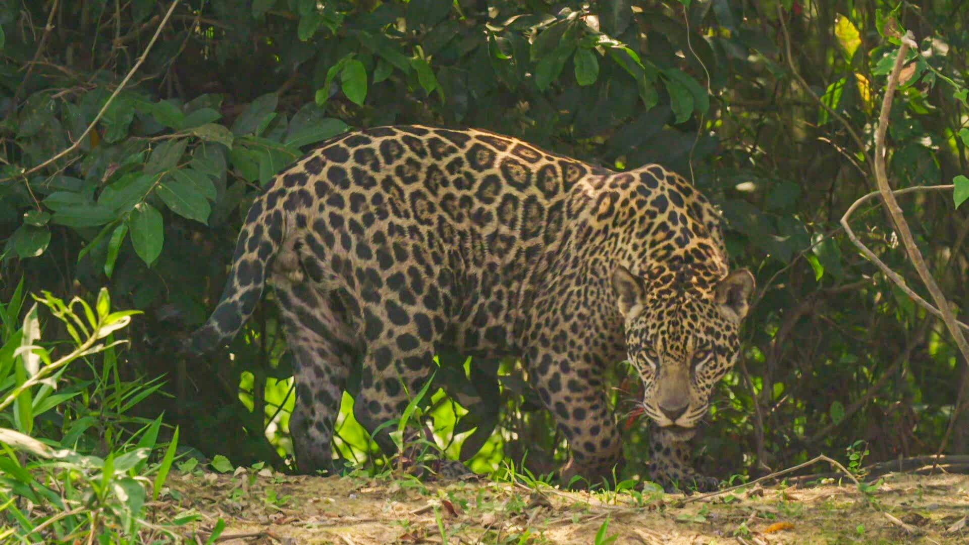 Los animales más raros...: Tierra de gigantes y pigmeos