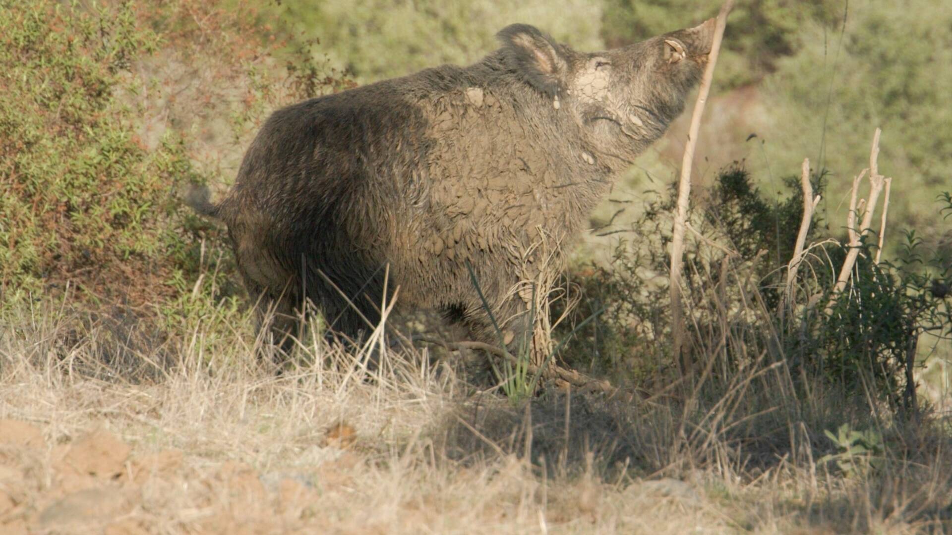 Montería de grandes jabalies en El Borbollón. 1ª parte