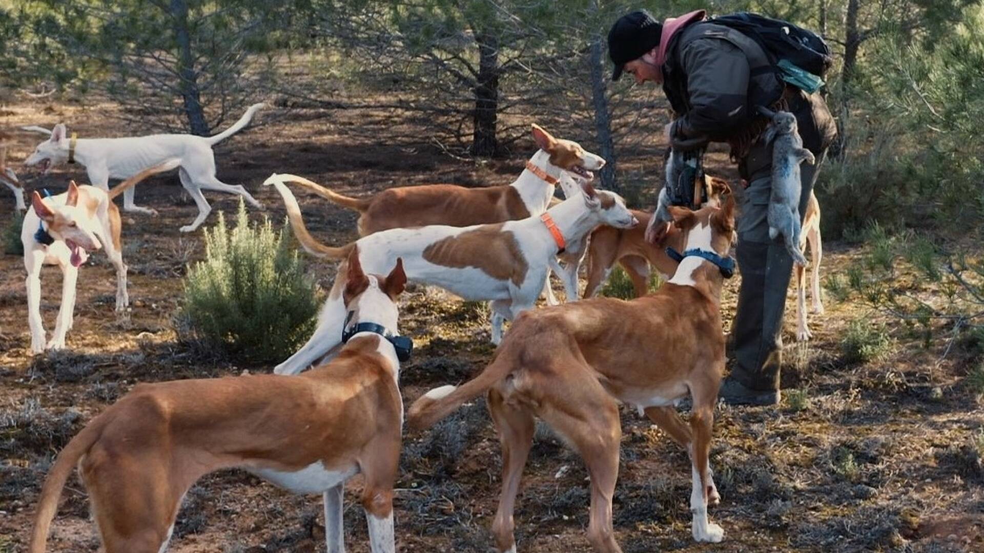 Ibicencos en la Mancha