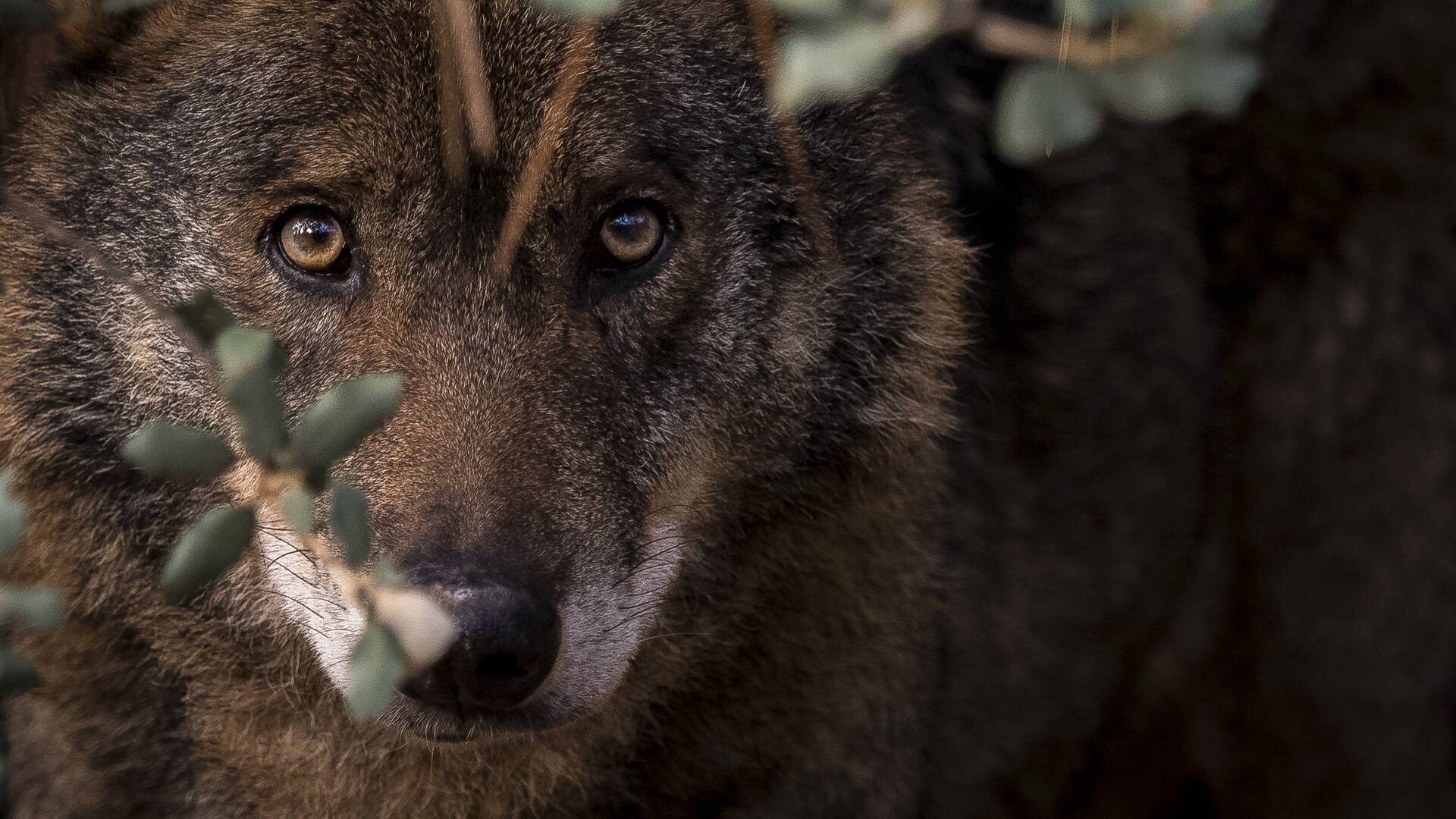 Así somos (T1): Más lobos