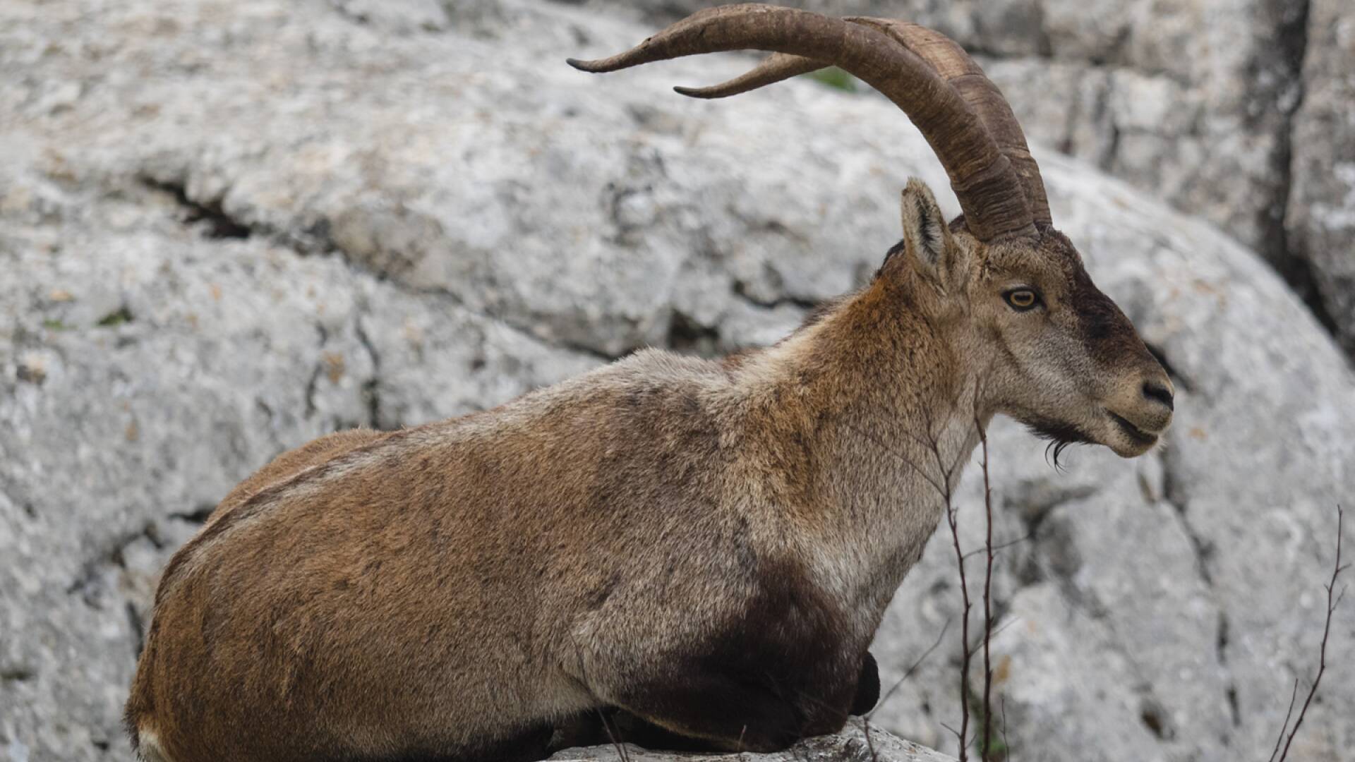 Gestión de monteses en las alpujarras