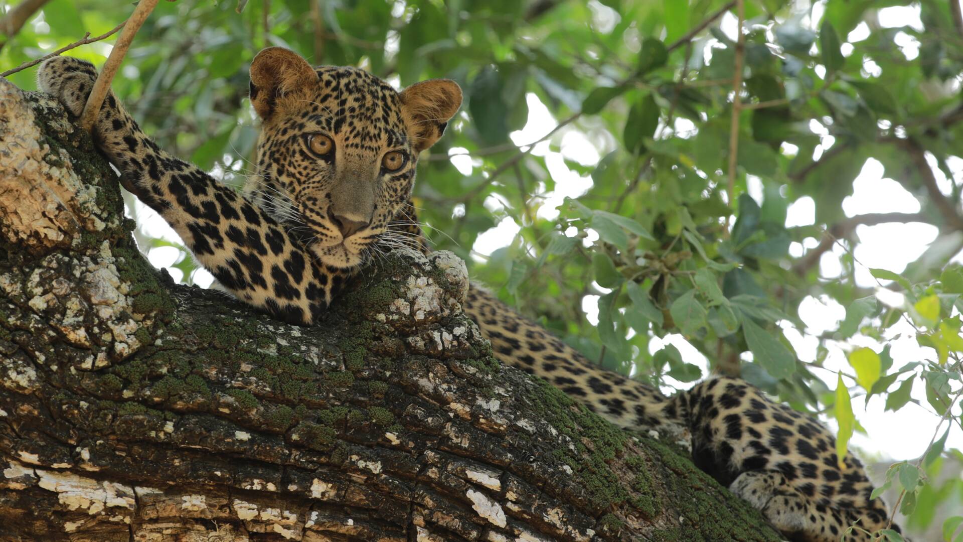 El Leopardo de Sri Lanka