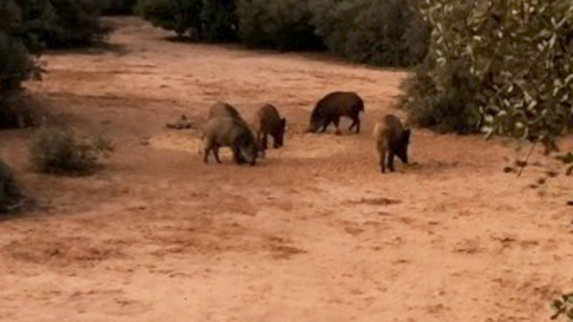 Jabalíes en Cabra del Santo Cristo