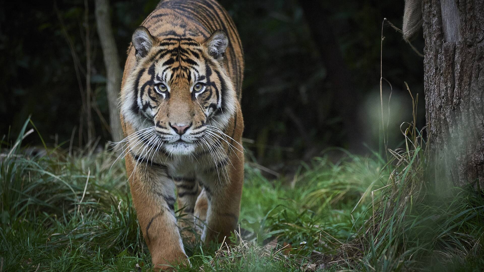 En tierras vírgenes. Proyecto tigre