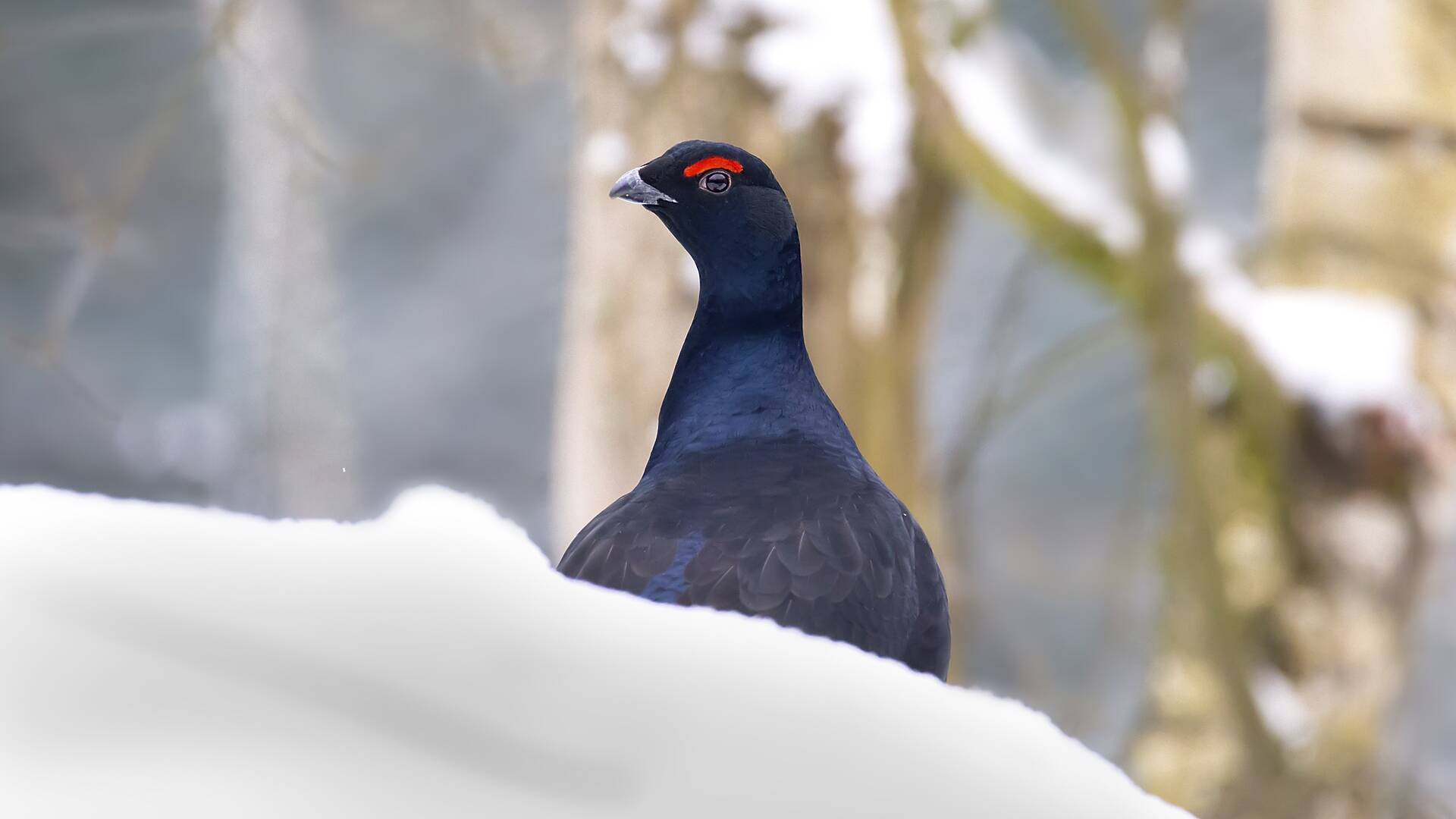 De viaje: Gallos salvajes en Laponia