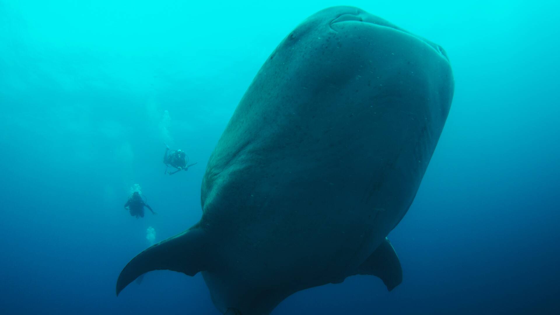 Galápagos: el reino de los tiburones gigantes