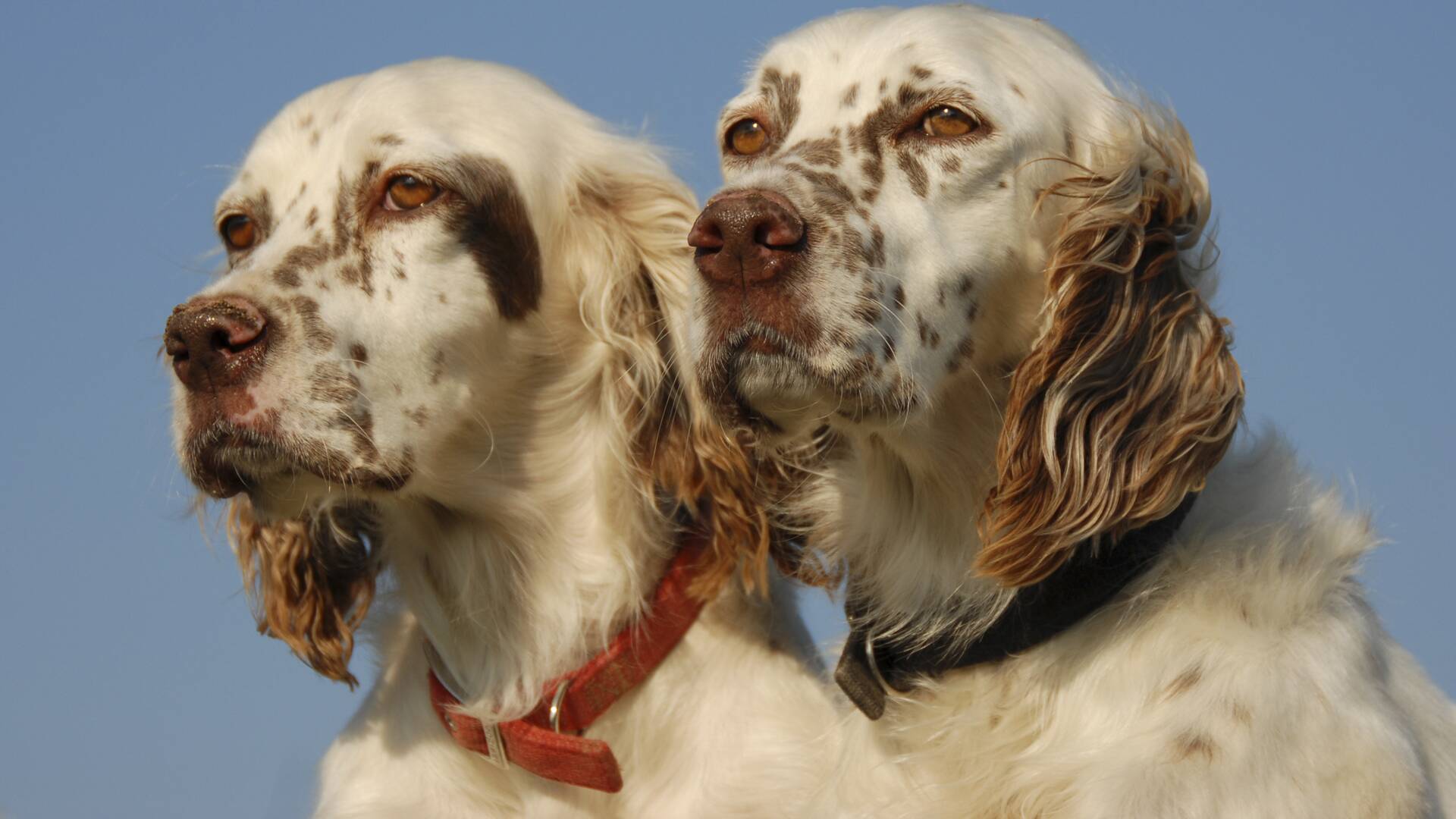 Perros de caza (T1): Setter inglés