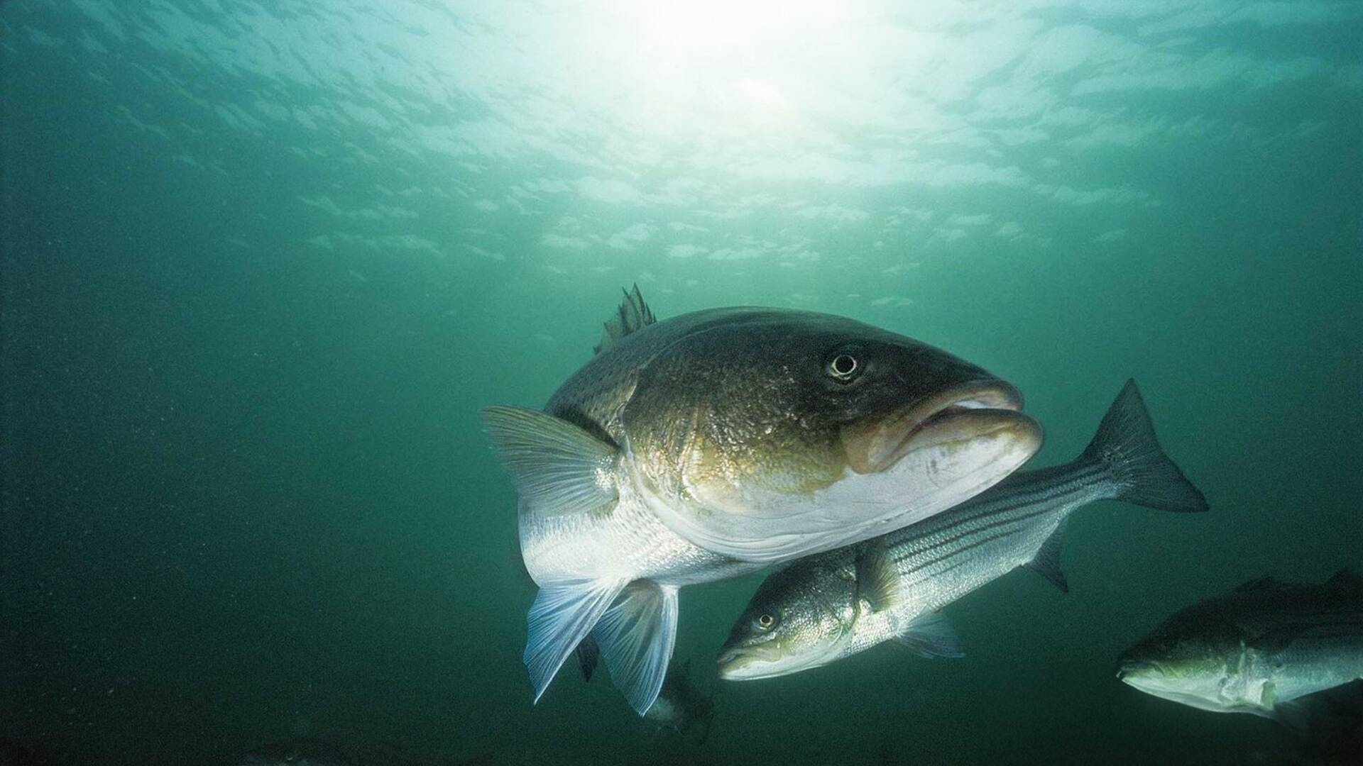 Top water (T1): Cámaras submarinas