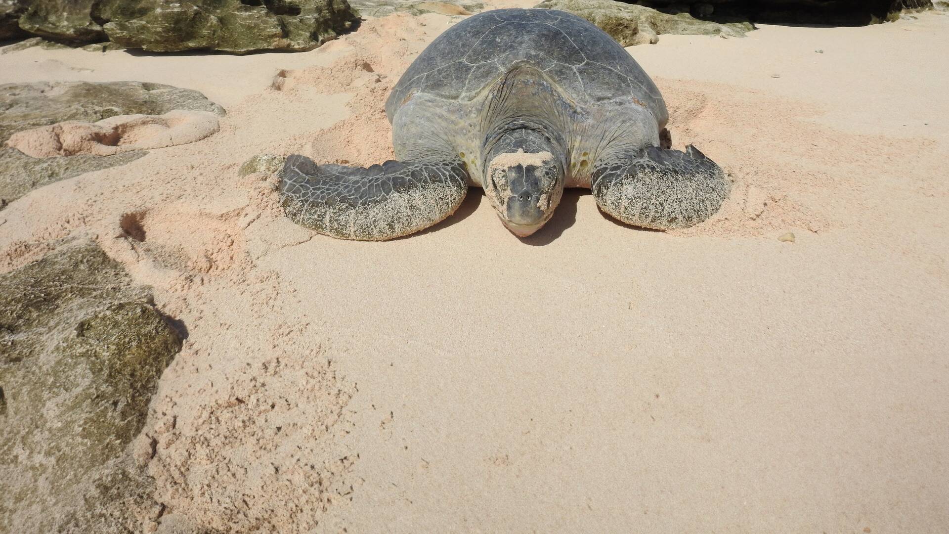 Cómo se hizo Planeta Tierra III