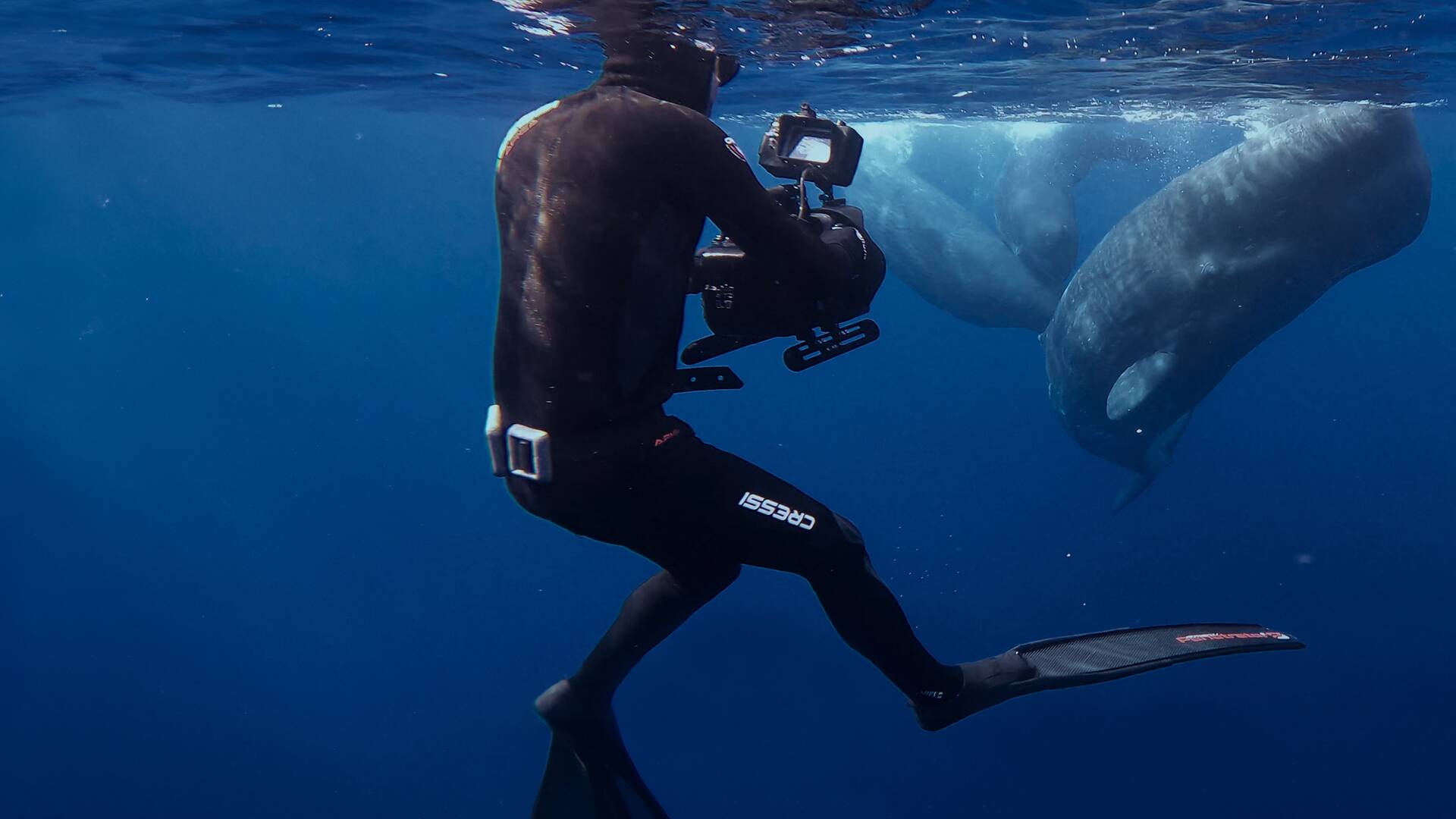 Ballenas con Steve Backshall