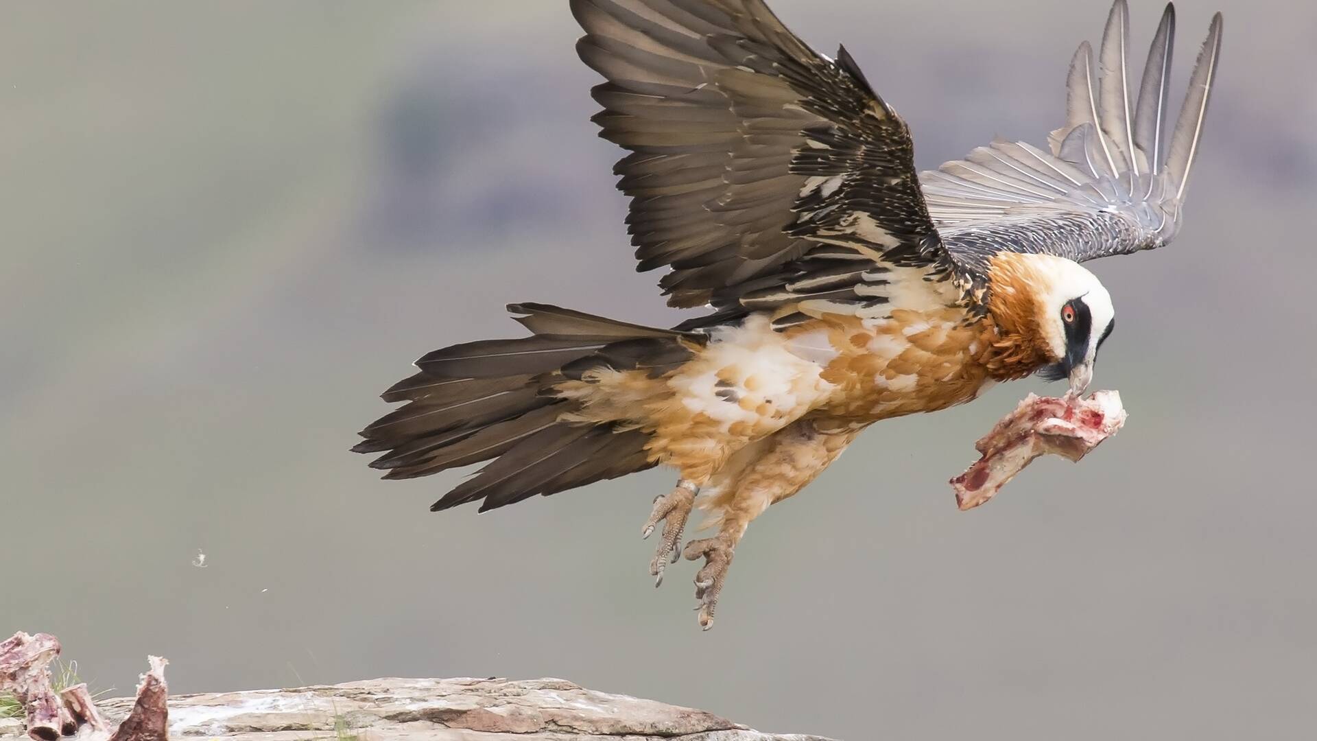 Especies (T3): Águila real