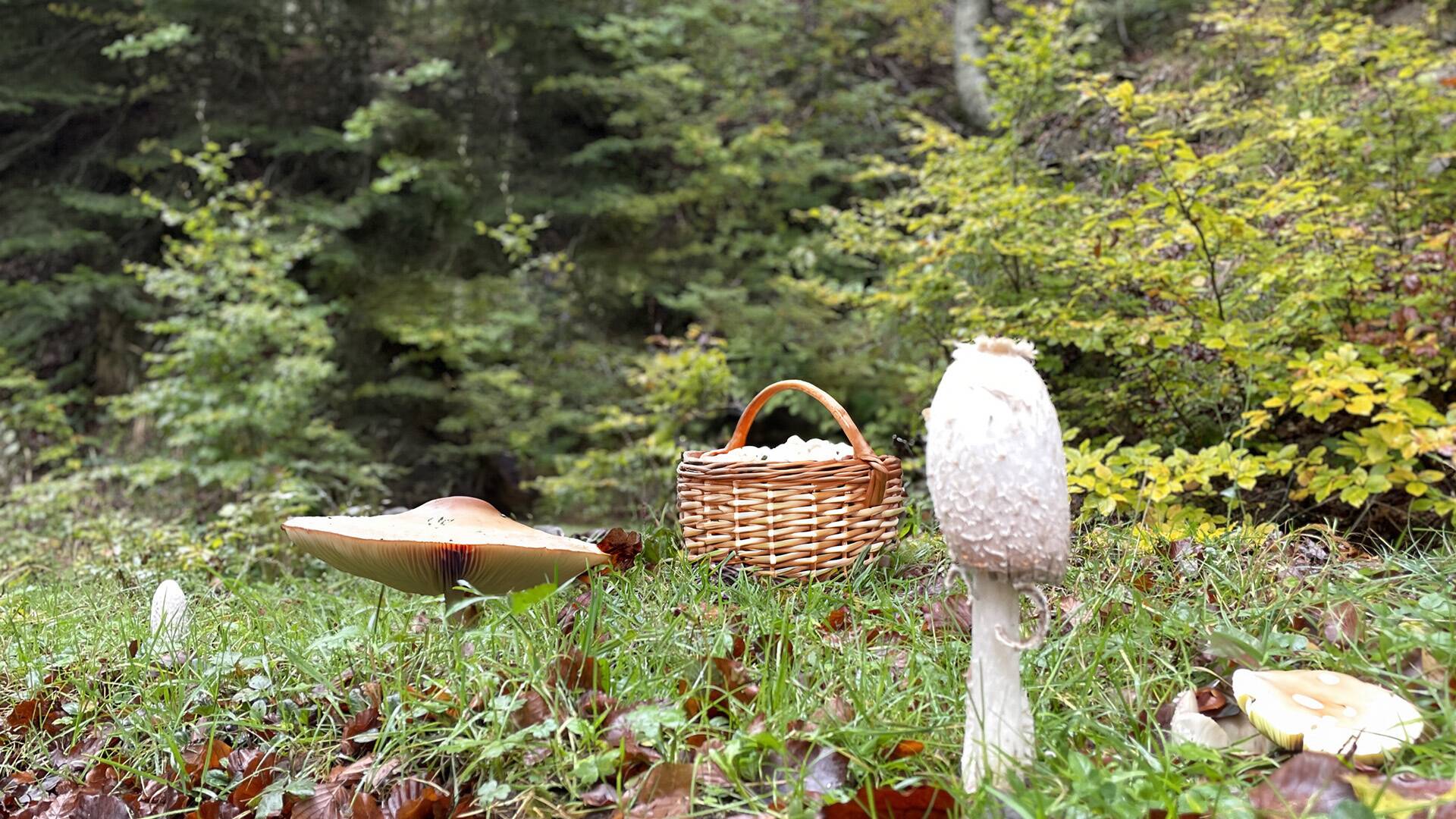 La cocina mágica de...: Champiñones silvestres en Cantabria