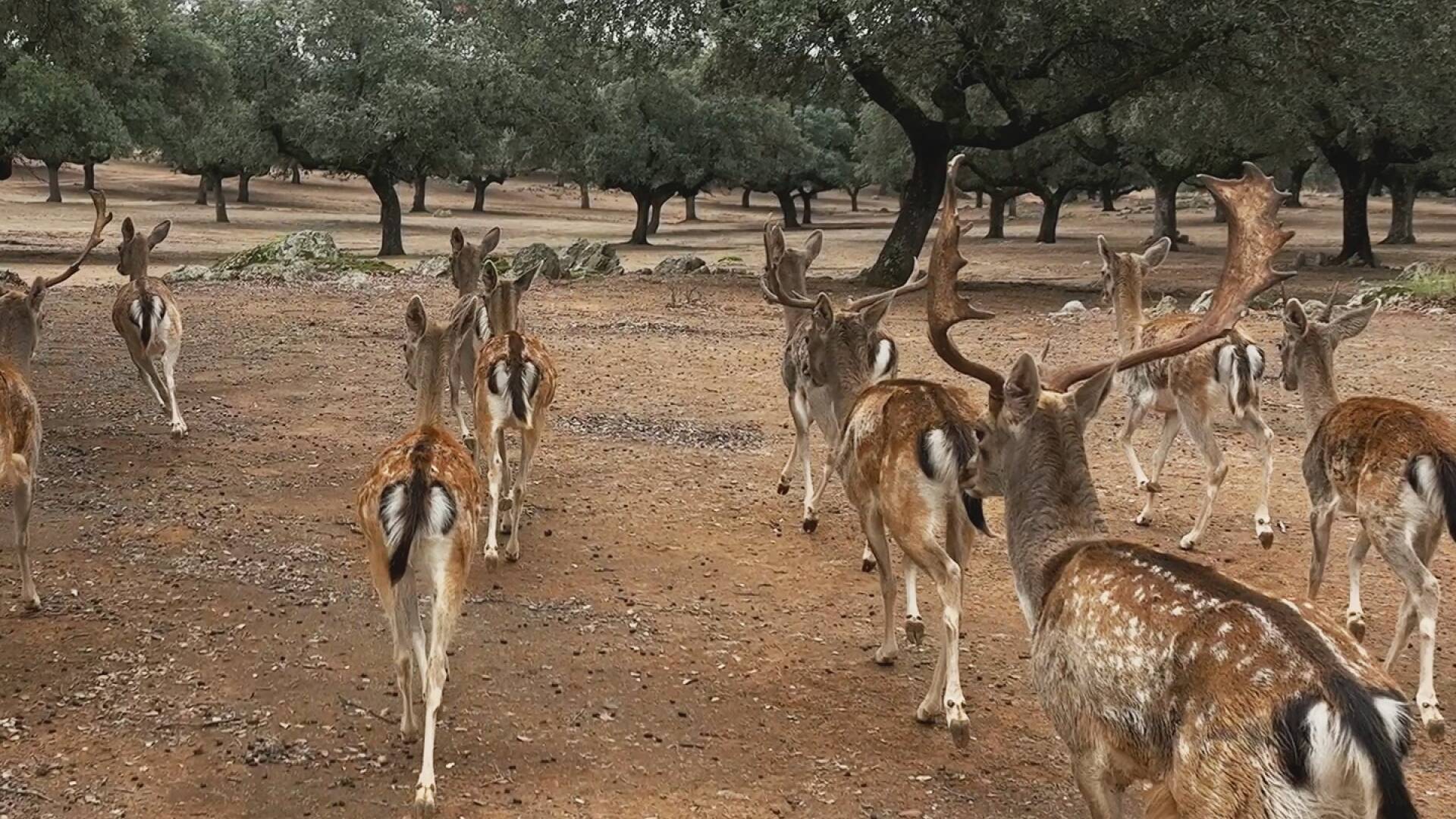 Monteando las reses de Casasolilla