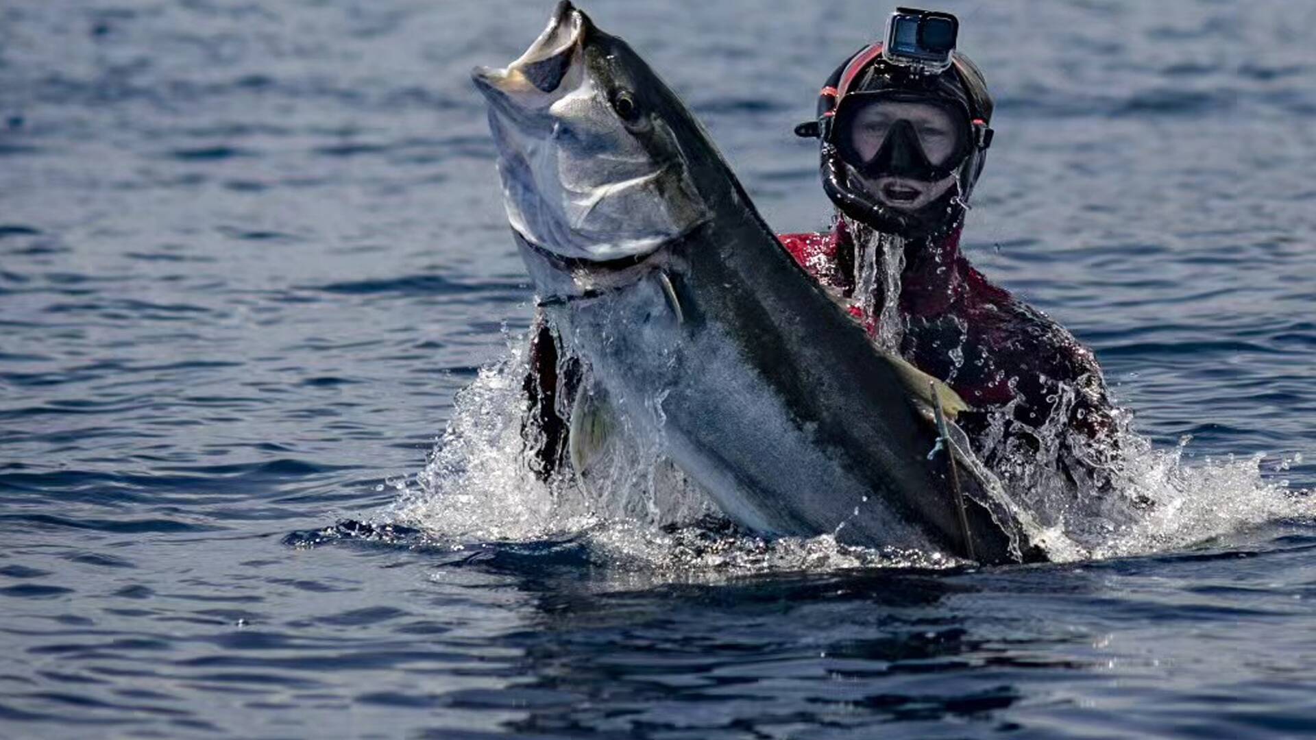 Pesca submarina en los...: Arún de aleta azul