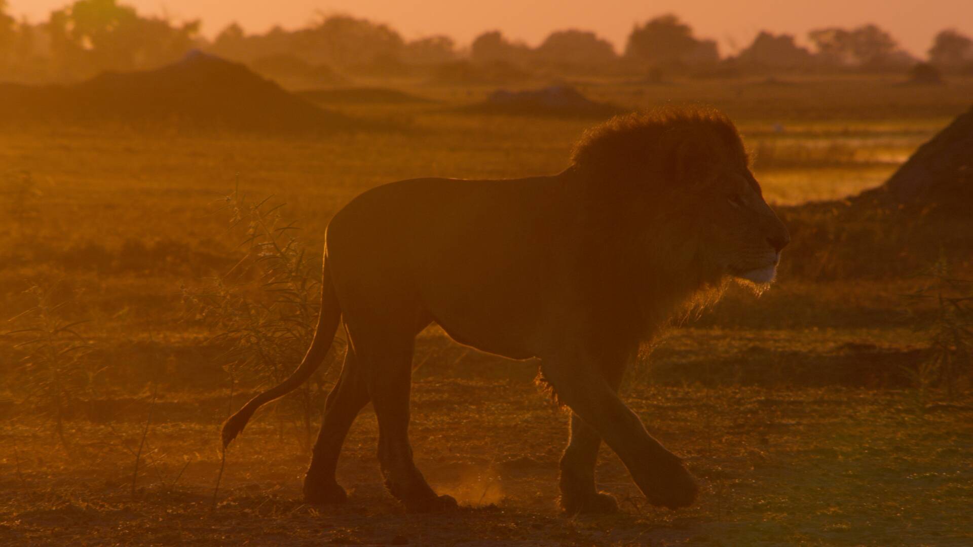 Grandes Felinos: La auténtica pantera negra