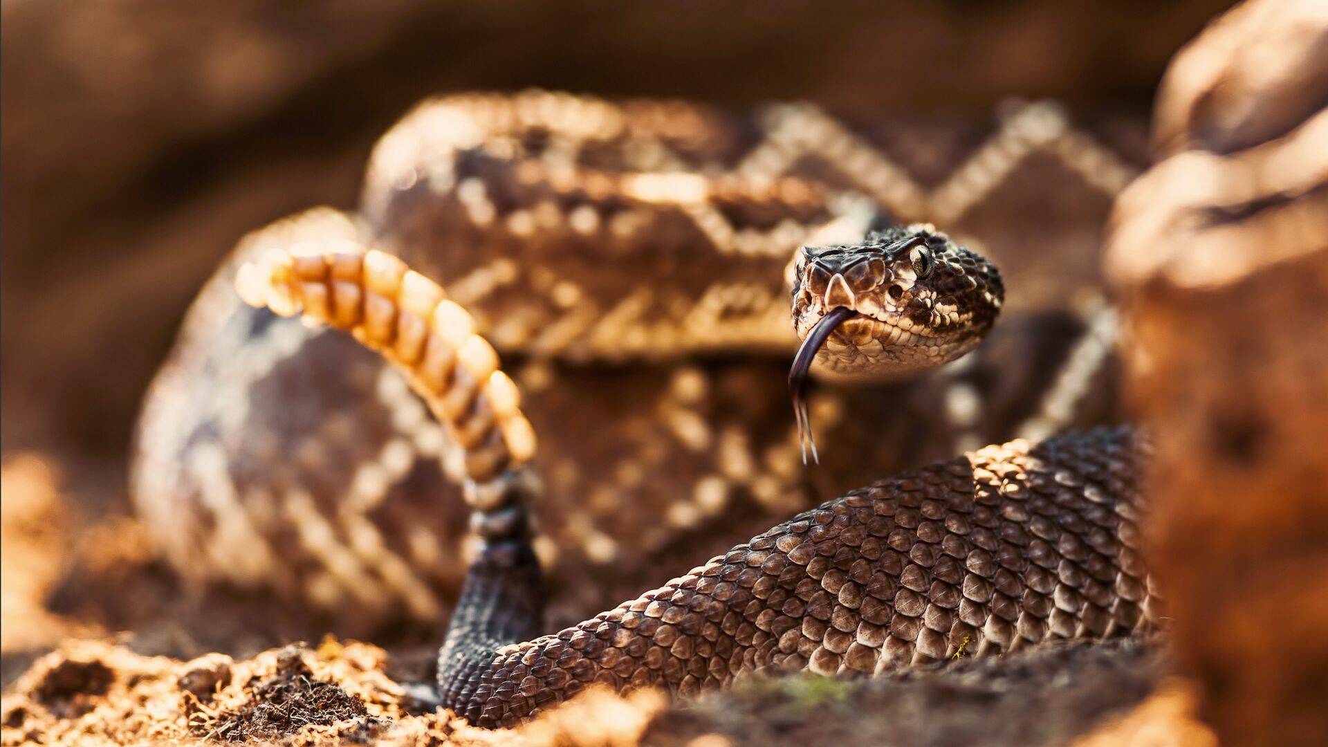 República Reptil,...: Más vale serpiente en mano