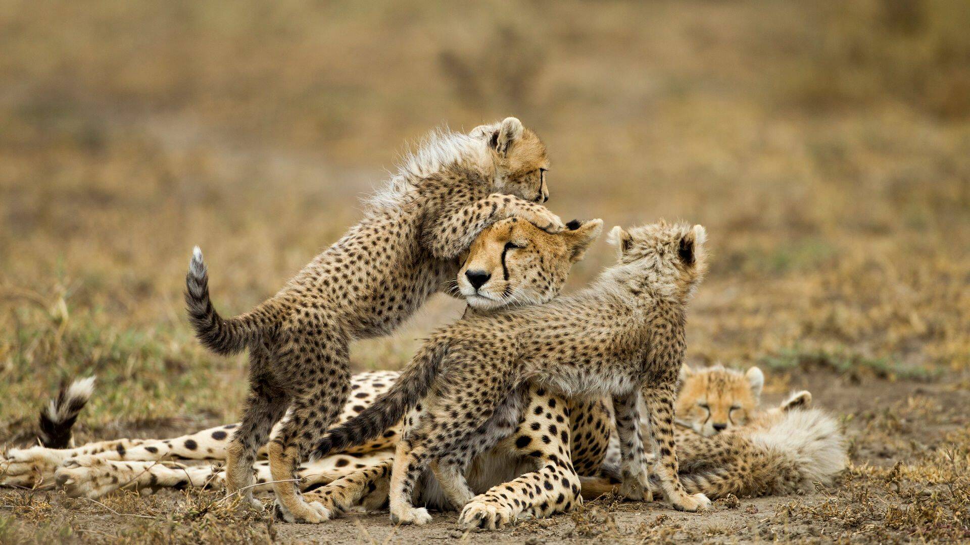 Grandes felinos, Season 1: Renacidos en Massai Mara