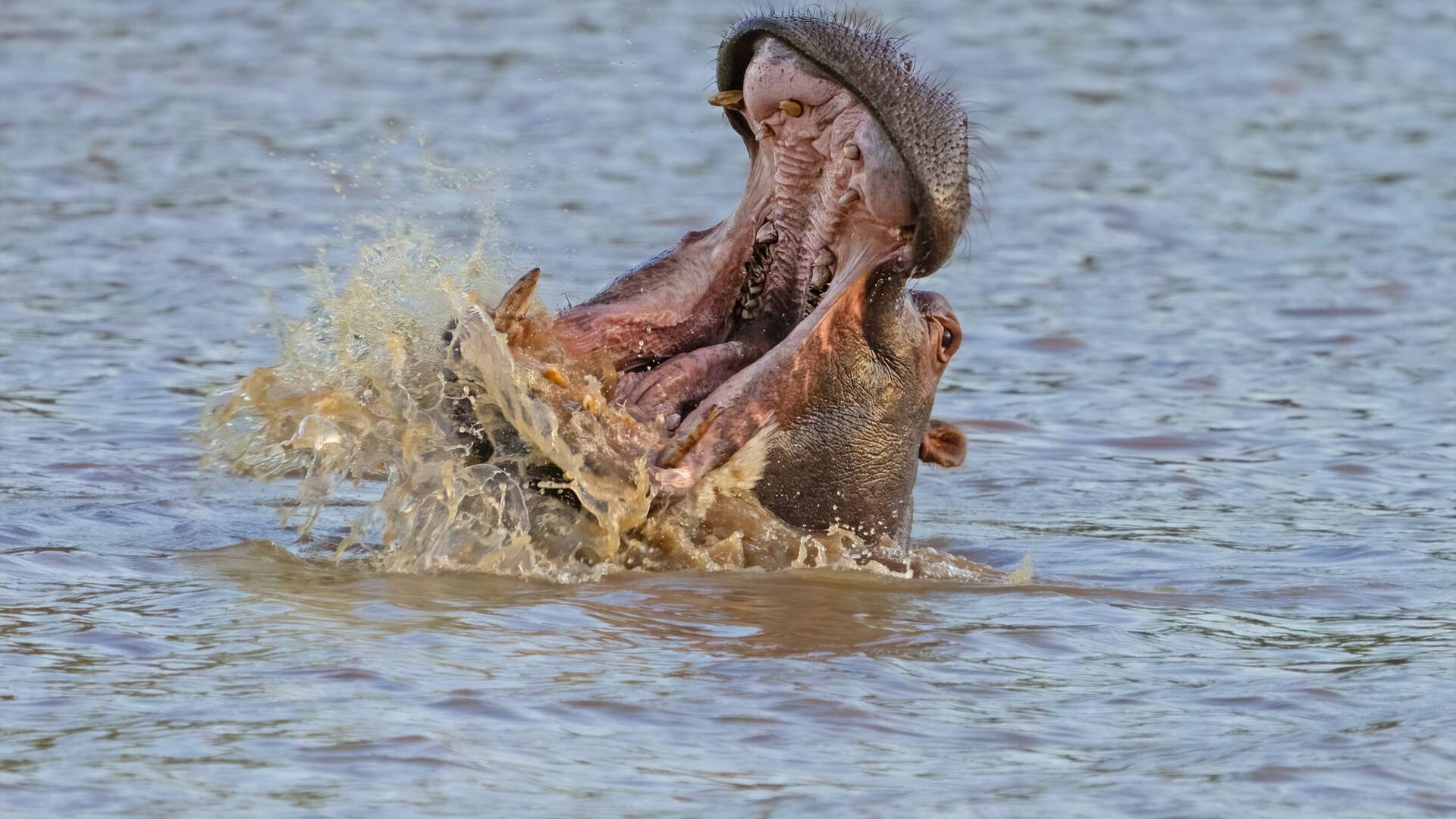 Hipopótamos y...: Cocodrilos con Steve Backshall II