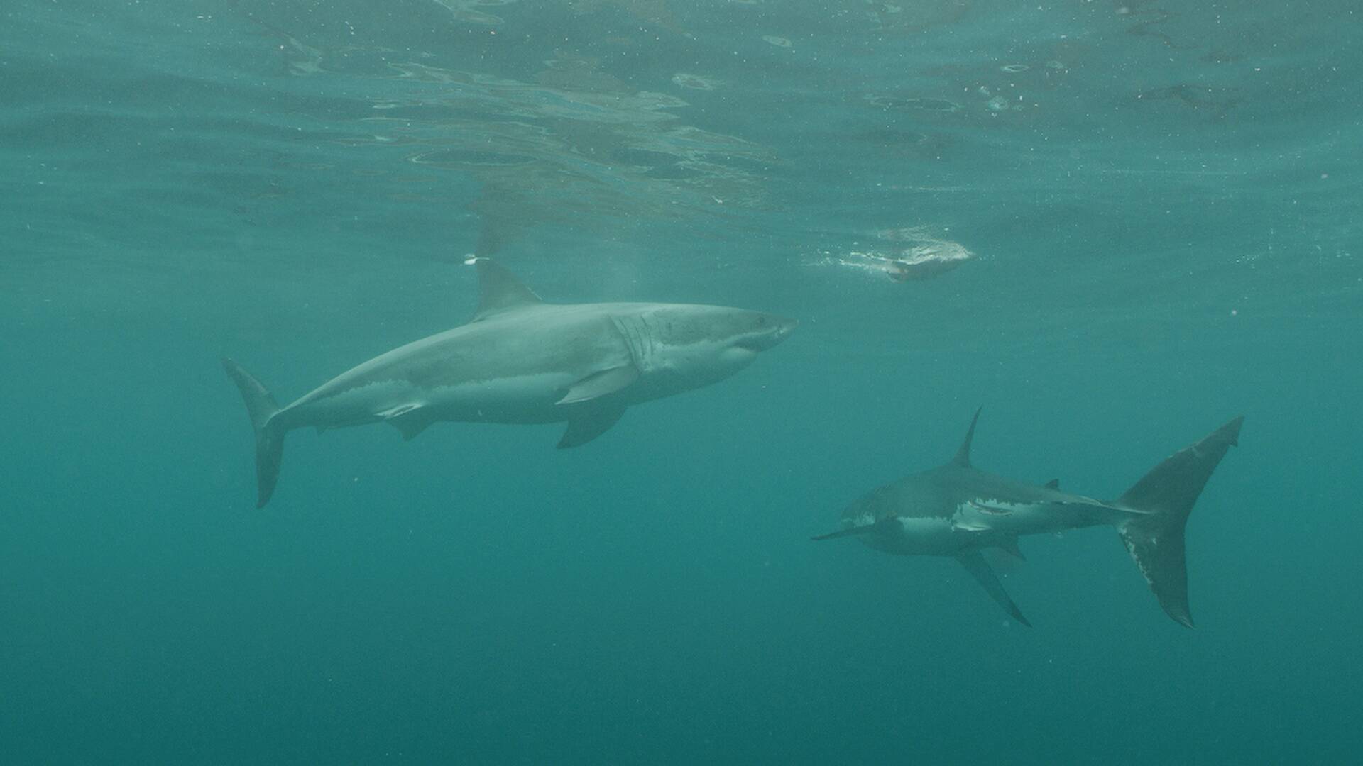 Tiburón vs. Leviatán