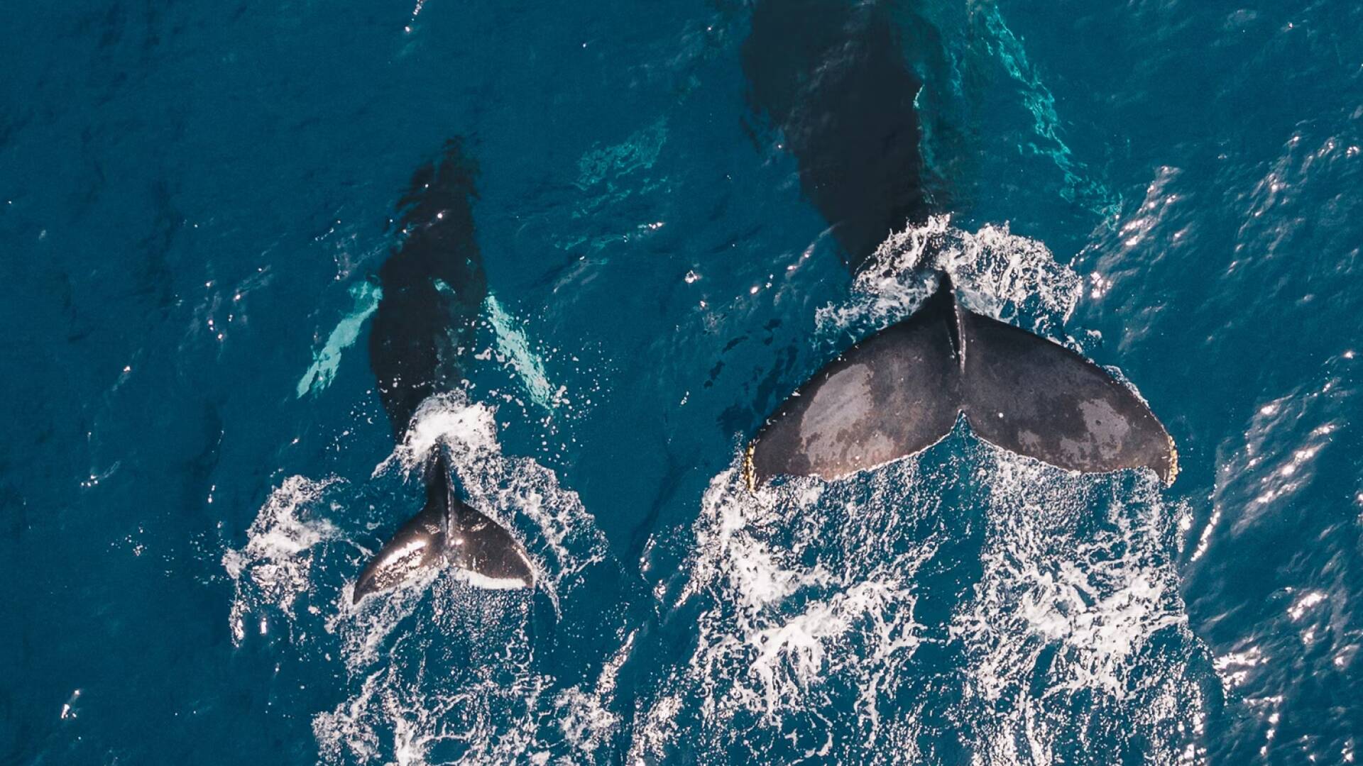 Ballenas: Tiburón contra ballena