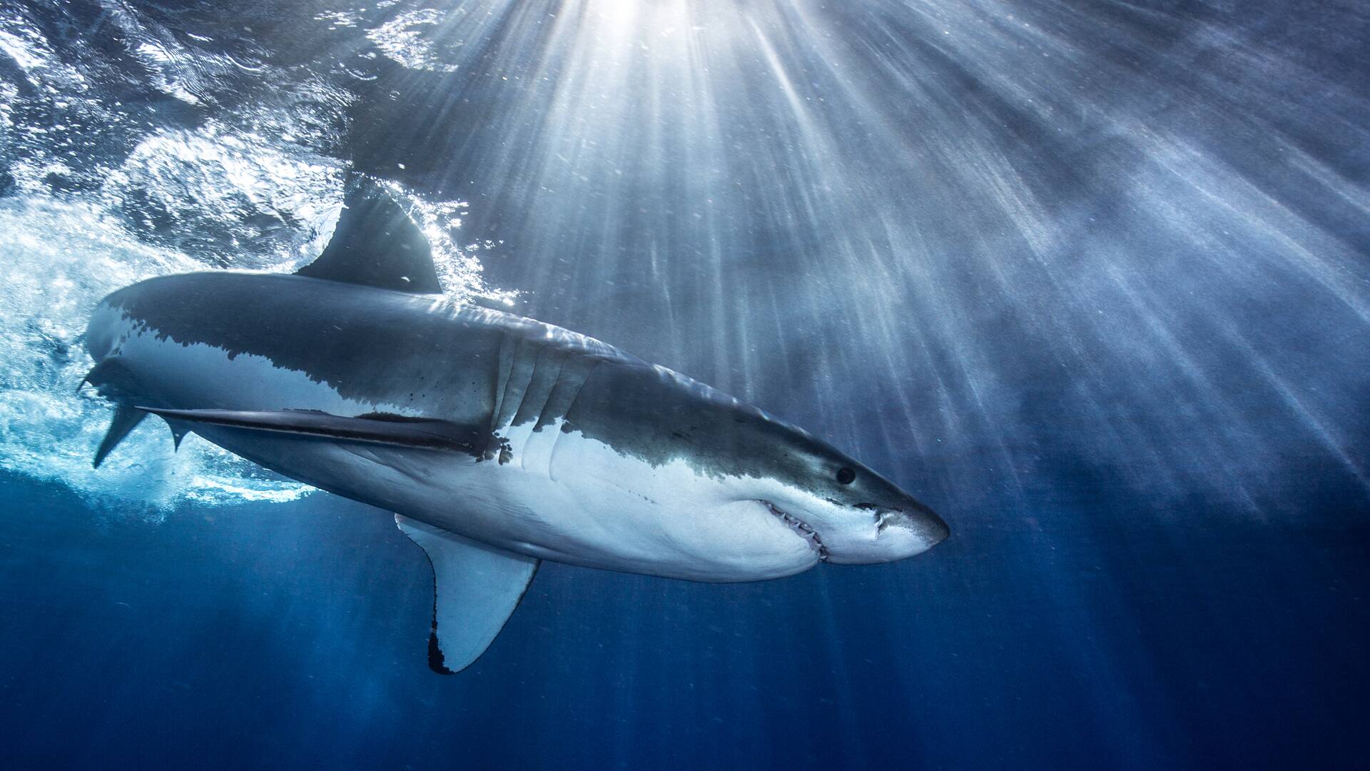 Tiburones maléficos