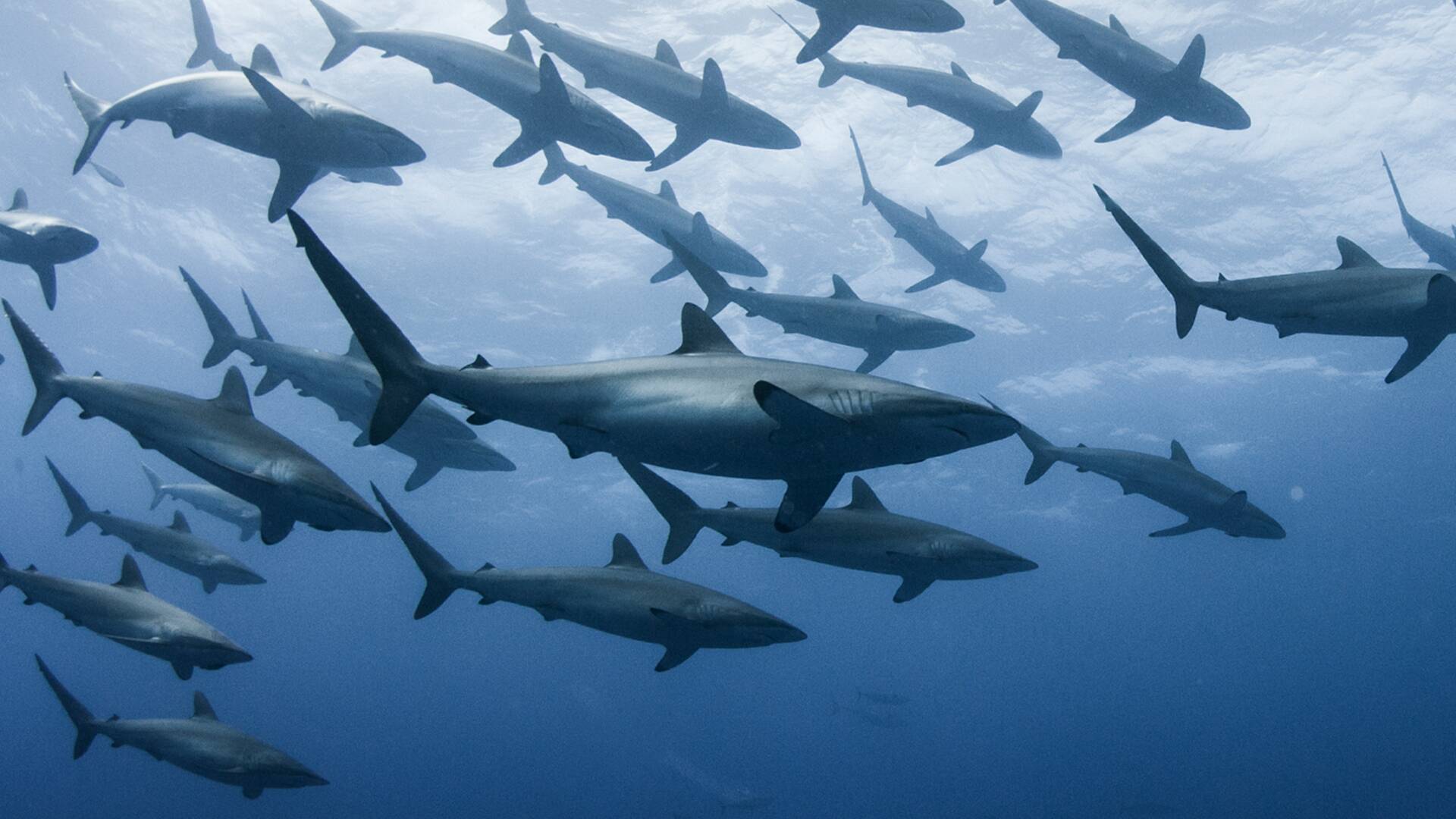 El territorio de los tiburones perdidos