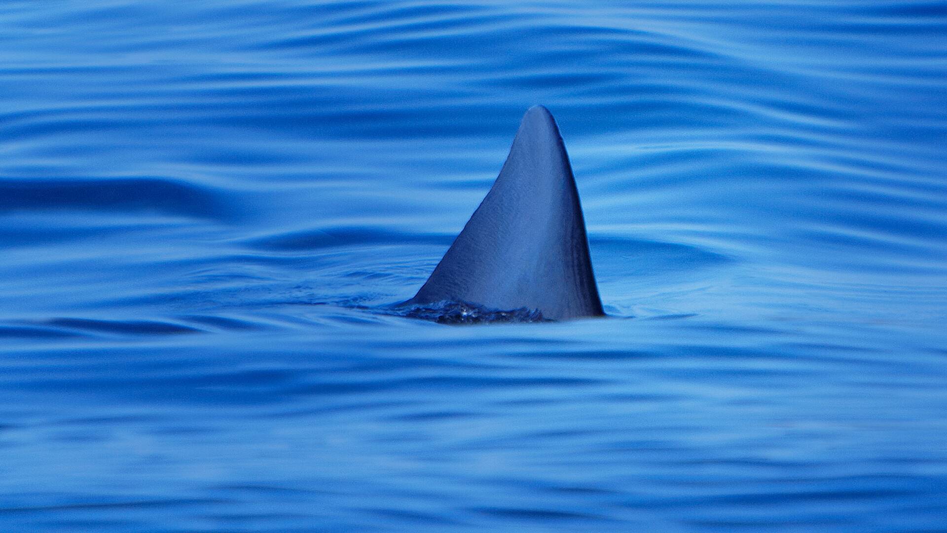 Defensa contra tiburones