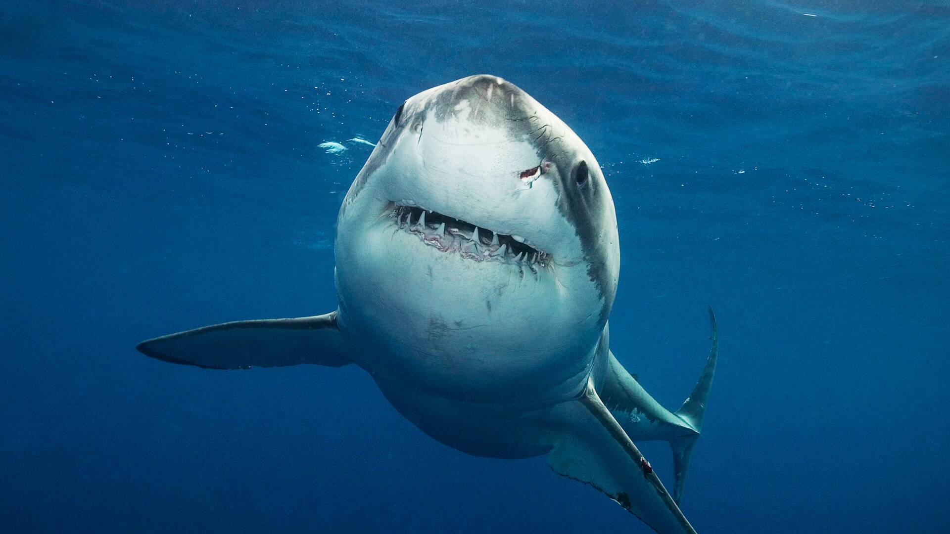 Sharkcam: Mejores momentos