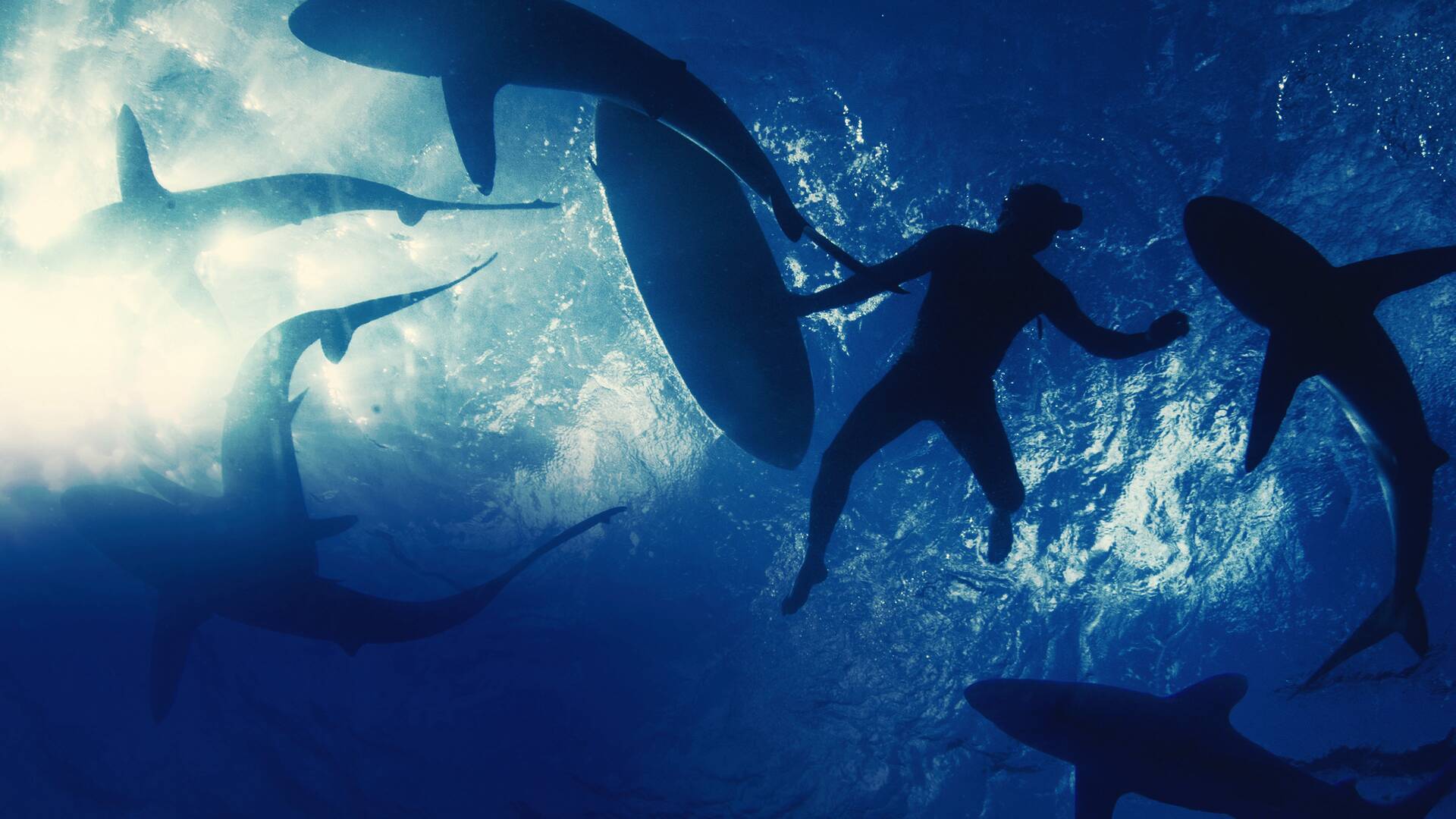 Naufragio entre tiburones 2