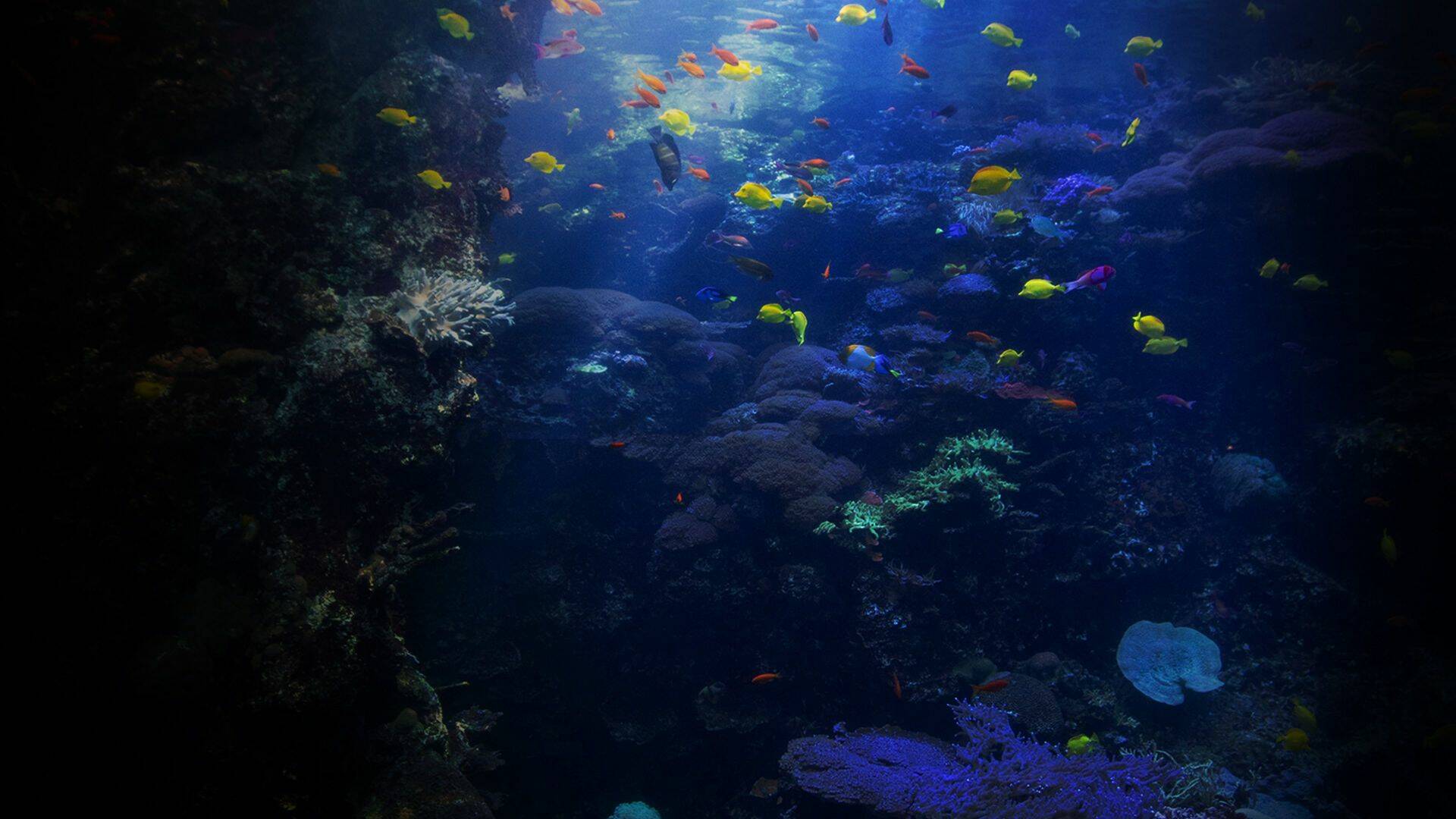 The Aquarium,... (T2): Campamento de verano para nutrias marinas