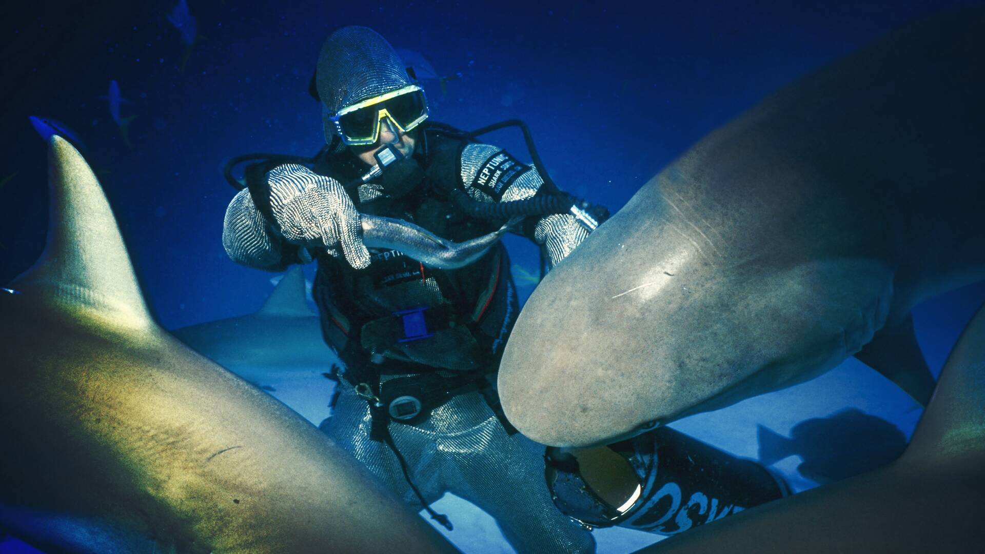 ¿Qué comen los tiburones?