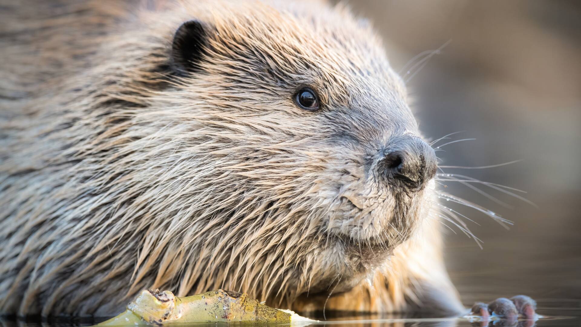 Parques Nacionales de...: Katmai