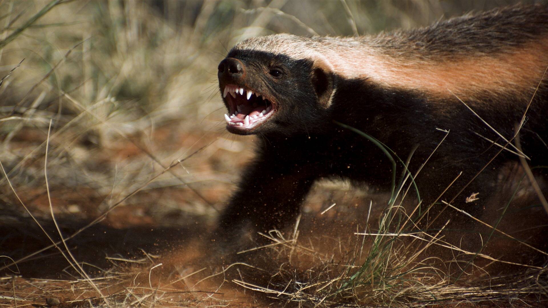 Safari letal: Dientes vs. garras