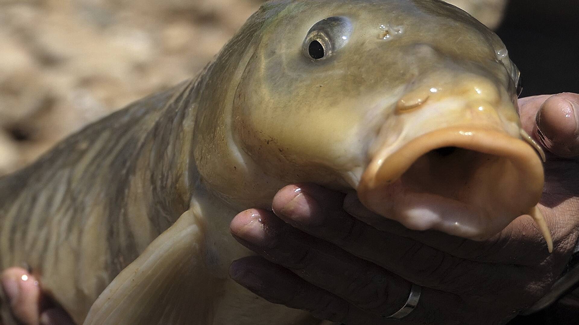 Carpfishing... (T1): Conde de Guadalhorce