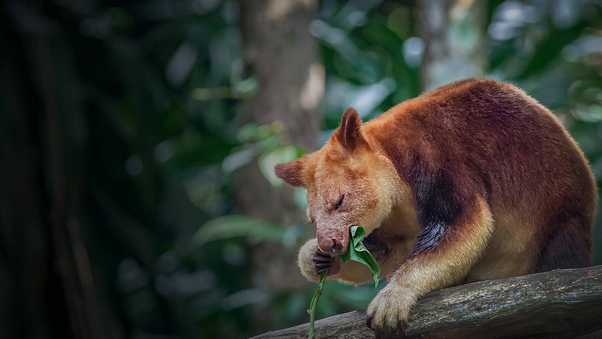 El zoo del Bronx,... (T5): Cachorros en Queens