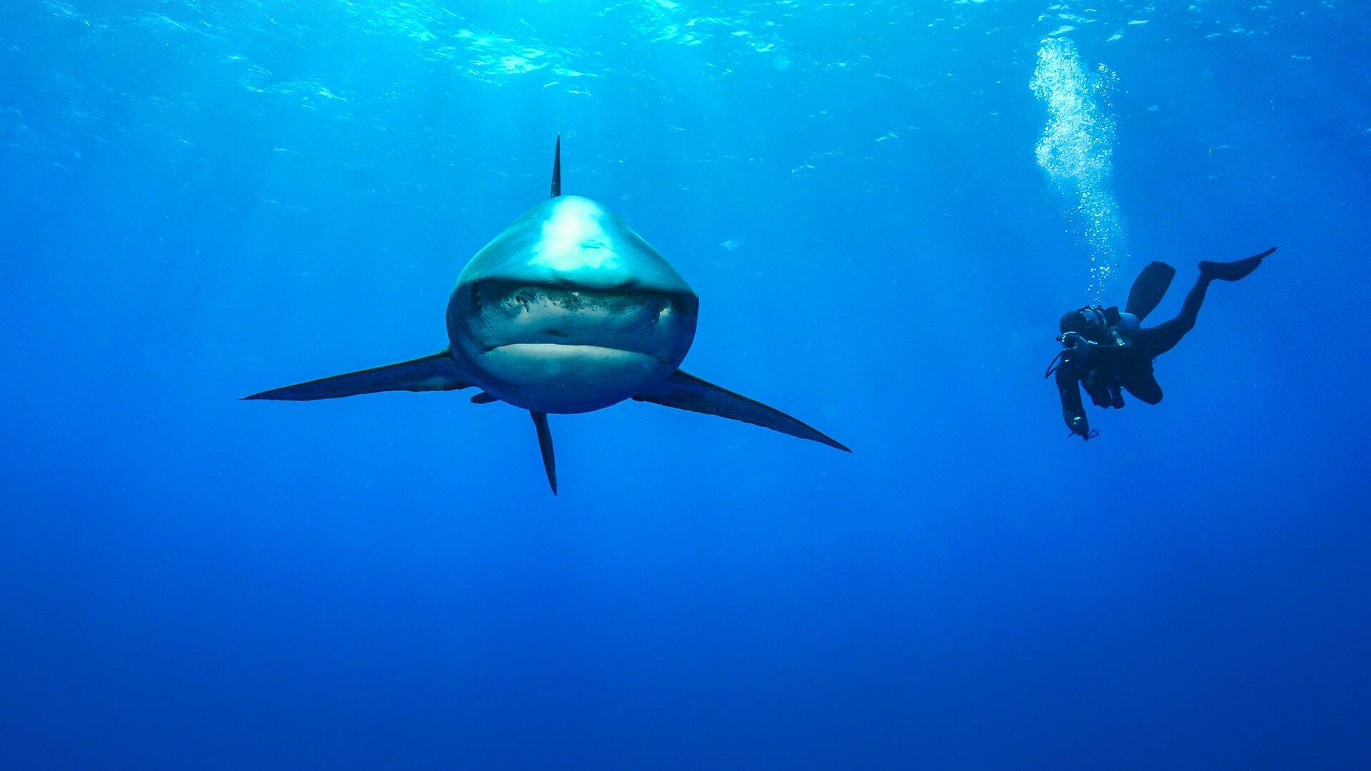 Los tiburones más mortales