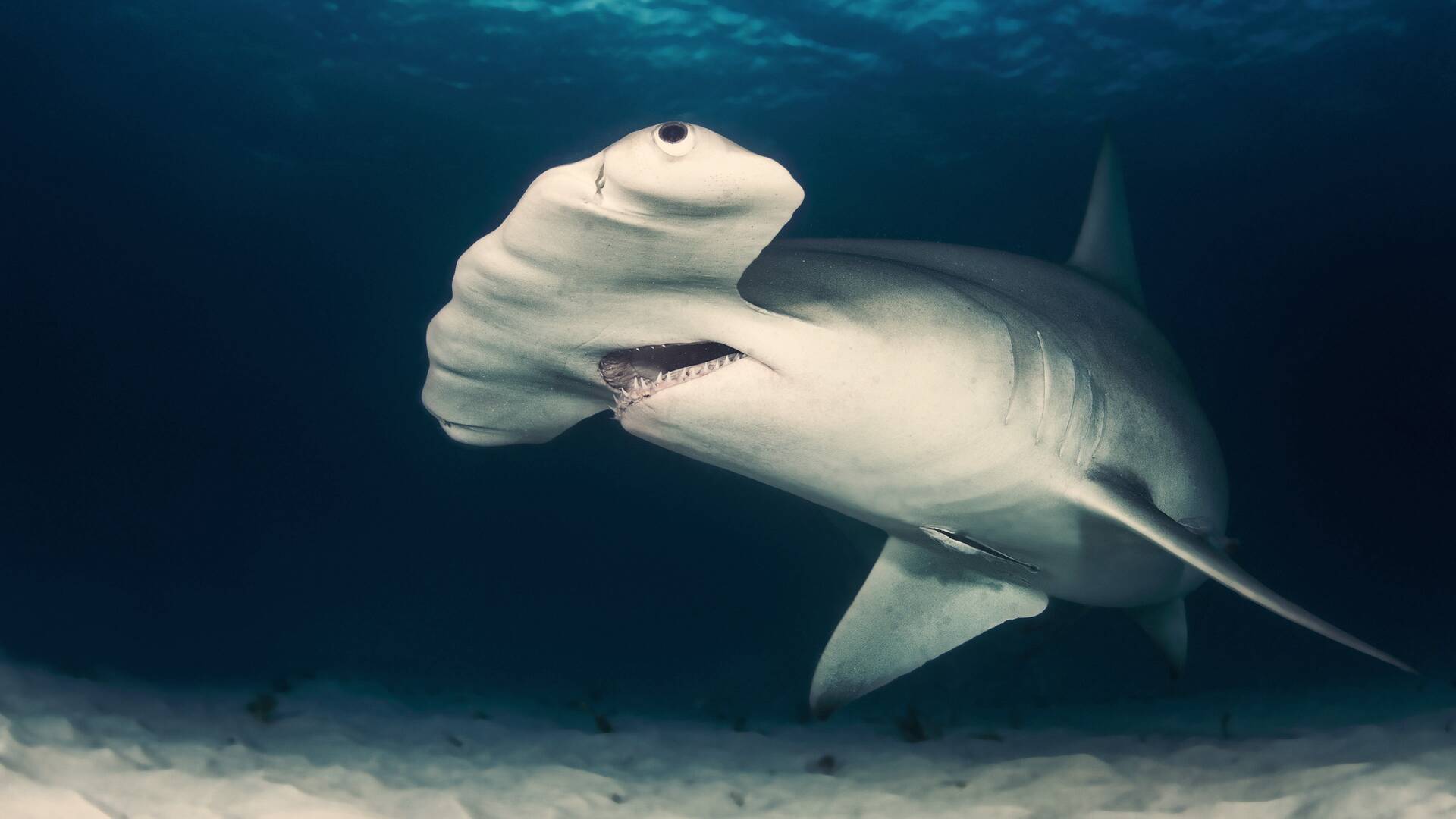 Tiburones gigantes de Cuba