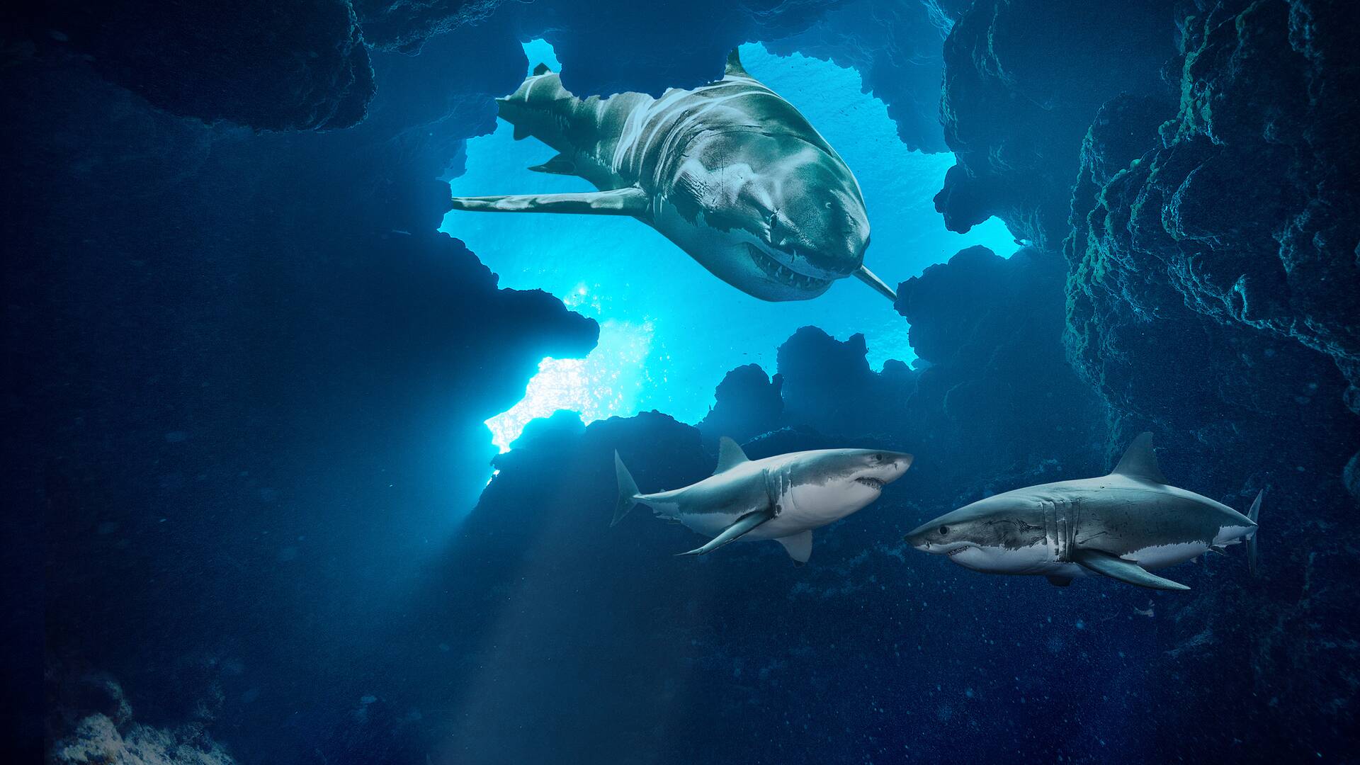 Tiburones en Guadalupe