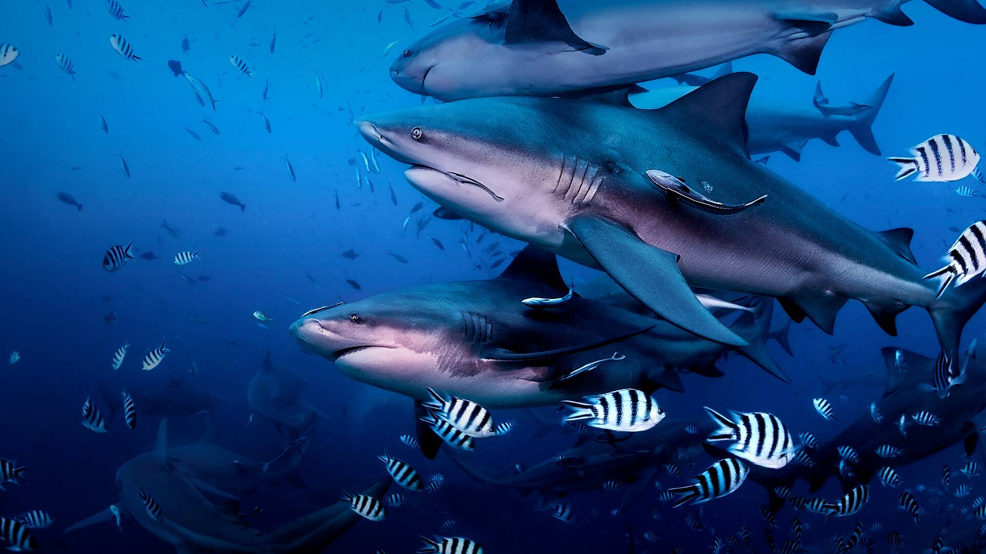 Retorno a la isla de los Tiburones