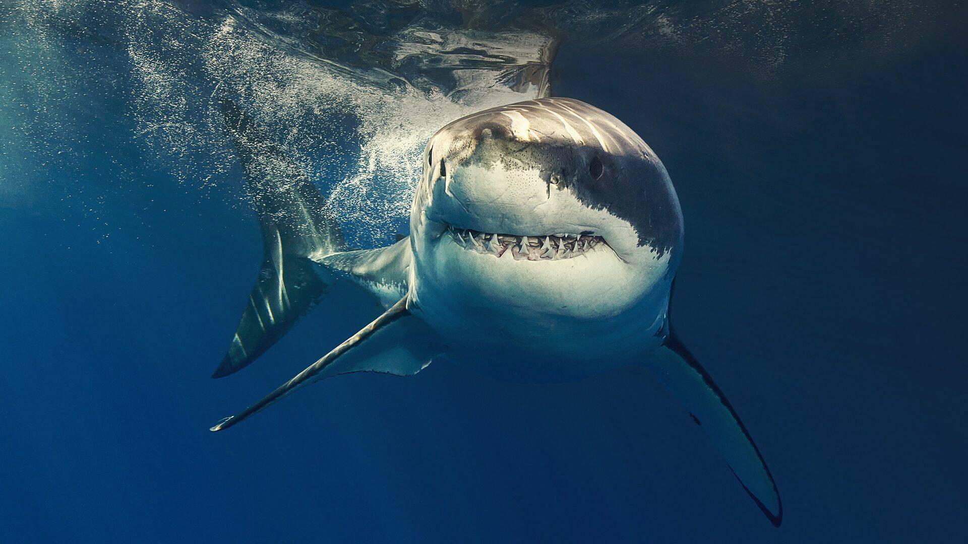 Escuela de tiburones con Michael Phelps